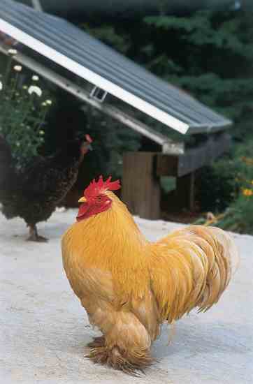 Silkie bantam chickens help with pest control.